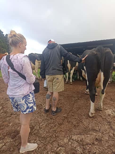 Sao Jorge Cheese Tour - Half day - Stop 3: Uniqueijo Cheese Cooperative and Modern Production