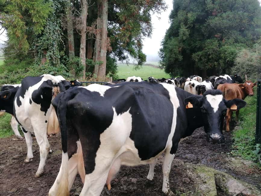 Sao Jorge Cheese Tour - Half day - The Value of Paying $111 for a Farm + Uniqueijo Day