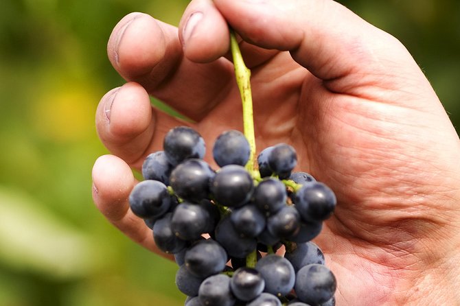 Scenic Hunter Valley Tour with Wine and Cheese Tastings - Three Boutique Wineries: The “Small Door” Advantage