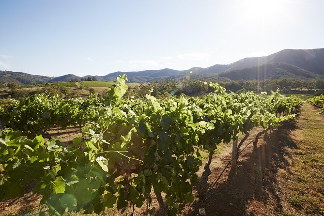 Scenic Hunter Valley Tour with Wine and Cheese Tastings - The Lunch-Wine-Cheese Rhythm: Why the Flow Matters