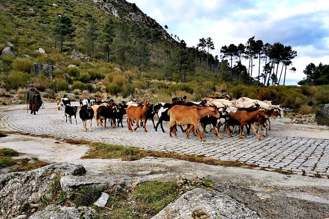 Serra da Estrela - Half-day off-road tour with cheese tasting - Quick Practical Tips Before You Go