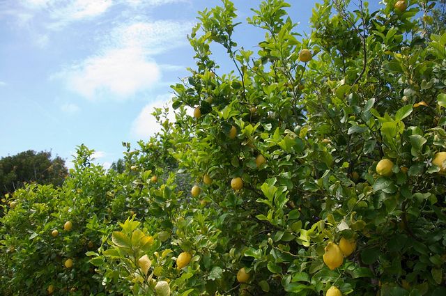 Sorrento farm by tuk tuk: pizza,limocello and cheese tasting - Pickup, Timing, and How the Tour Actually Moves