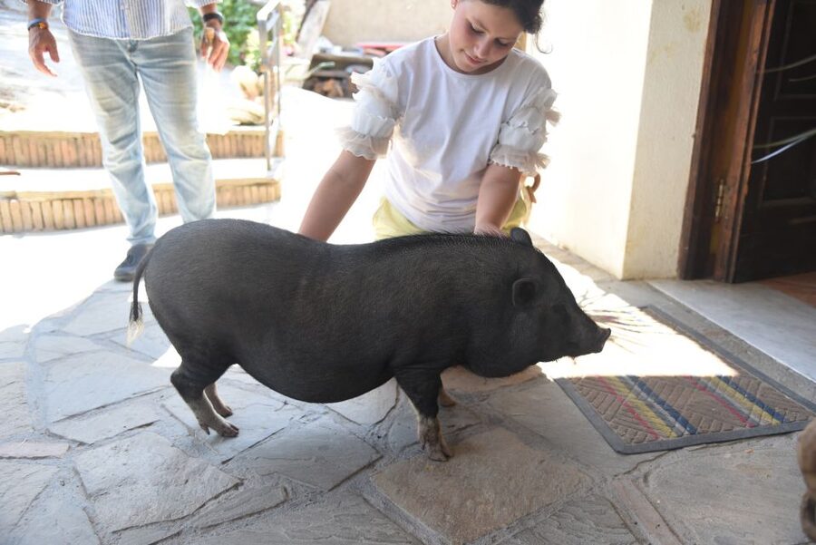 Sorrento: Farm Tour with Cheese Tasting & Pizza Making Class - The Farm Walk: Vineyard, Citrus, Olive Oil, and Animals