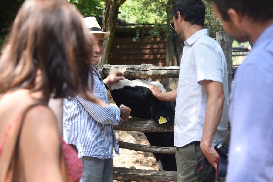 Sorrento: Farm Tour with Cheese Tasting & Pizza Making Class - Mozzarella & Caciotta Spinning: Cheese Lessons That Don’t Feel Like Homework
