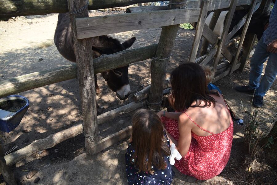 Sorrento: Farm Tour with Cheese Tasting & Pizza Making Class - Price and Value: Why This Feels Like More Than a Cooking Class