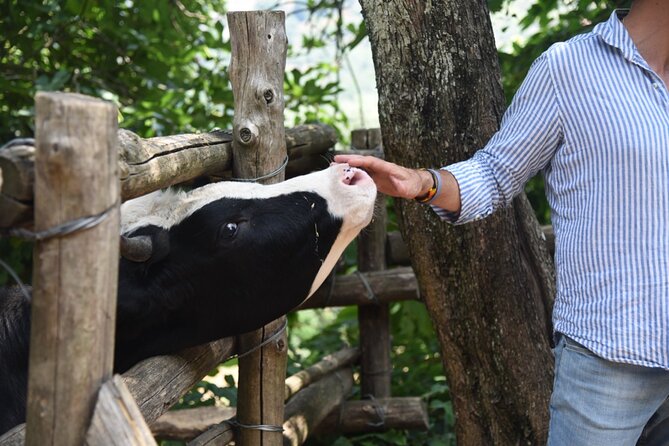 Sorrento Half-Day Farm Experience: Pizza, Cheese Making and Wine - Cheese tasting and mozzarella-making as your flavor foundation