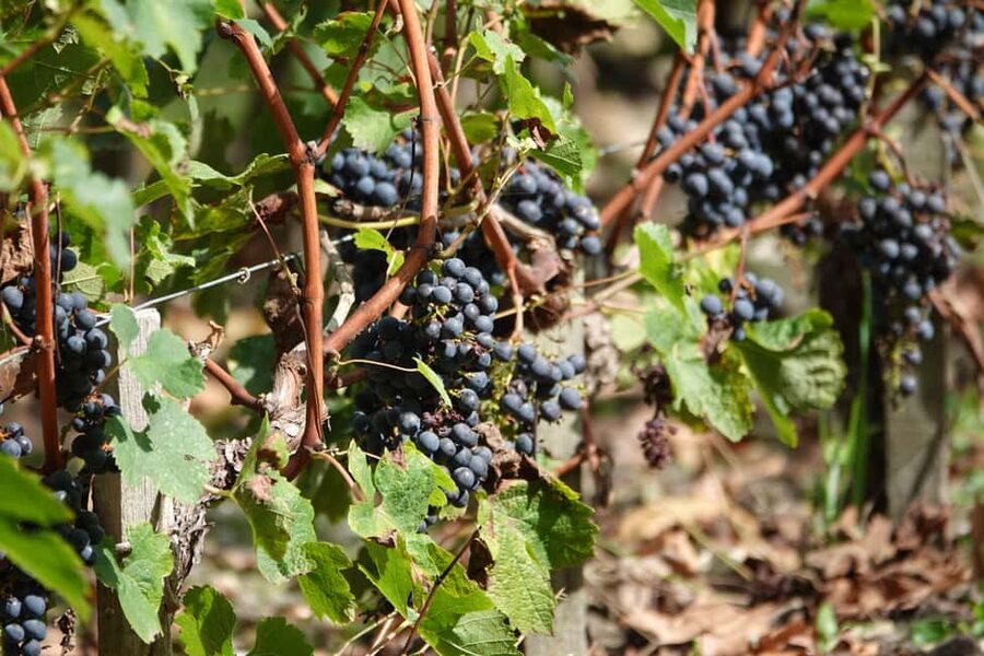St. Emilion: Half Day E-Bike & Wine Tour with Wine & Cheese - Lunch in the Vineyards: Cheese Board, Picnic, and Real Hunger Math