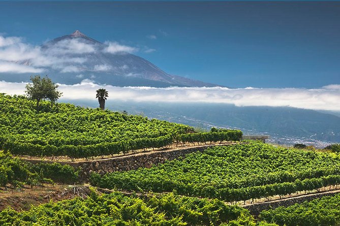 Tenerife Bodegas Monje Winery Tour with Wine and Cheese Tasting - The winery tour: what you see, and why it’s worth the time