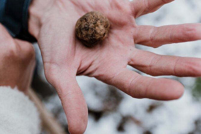 Truffle Hunting and Cheese, Truffle & Wine Tasting near Alba - White vs black truffles: the lesson you’ll actually use