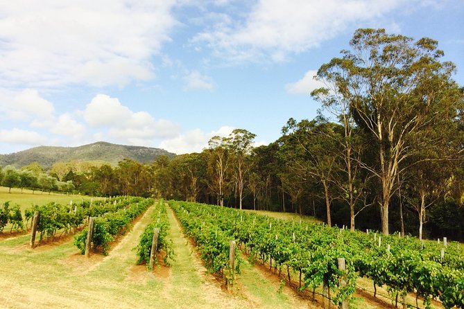 Tulloch Wines- Mystery Wine Tasting Experience with Local Cheese and Charcuterie - Price and Value: Why $38.01 Feels Fair (When You Add It Up)
