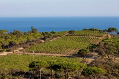 Tuscany: Ripalte Design Winery Wine and Cheese Tasting Tour - Vineyard walk and the grape-drying lesson you’ll actually remember