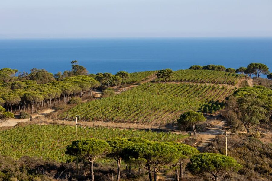 Tuscany: Ripalte Design Winery Wine and Cheese Tasting Tour - Vineyard walk and the grape-drying lesson you’ll actually remember