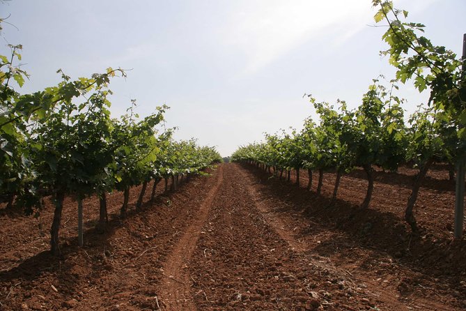 Visit and wine tasting with sausage and BODEGA PIRINEOS cheese - Who this tour fits best