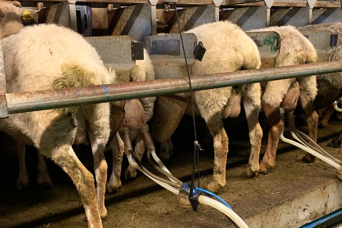 Visit San Sebastian and a Family Cheese Farm with Tasting (From Bilbao) - Bilbao to San Sebastián in a luxury leather van