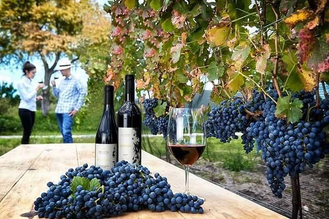 Visit to 3 Vineyards in the Region, departing from Querétaro - Pickup, timing, and what to bring on day one