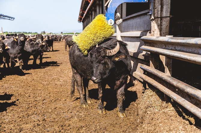 Visit to the Bufale and Dairy farm with cheese tasting - Key highlights you should know