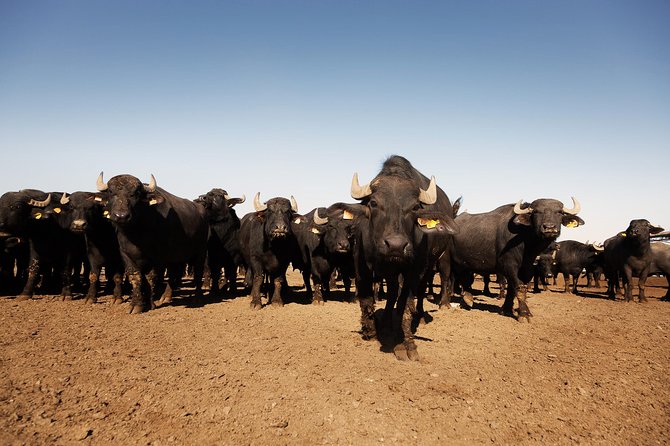 Visit to the Bufale and Dairy farm with cheese tasting - Where this farm visit fits in your Siena trip