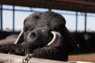 Visit to the Bufale and Dairy farm with cheese tasting - La Maremmana’s caseificio: dairy production you can actually see