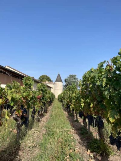 Visit to the property and wine/cheese pairing workshop - From the vineyard to the estate philosophy