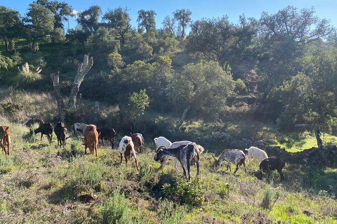 Walk in the Hills with Goat Herder-Local Honey, Wine and Cheese Tasting - Key things that make this Algarve walk special