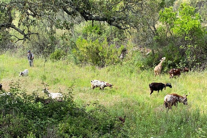 Walk in the Hills with Goat Herder-Local Honey, Wine and Cheese Tasting - Where the 2:30 pm countryside start really works