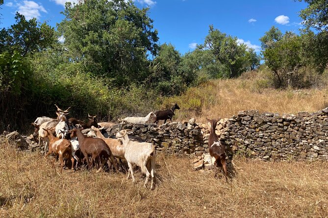 Walk in the Hills with Goat Herder-Local Honey, Wine and Cheese Tasting - What to wear and bring for hills, goats, and an afternoon tasting