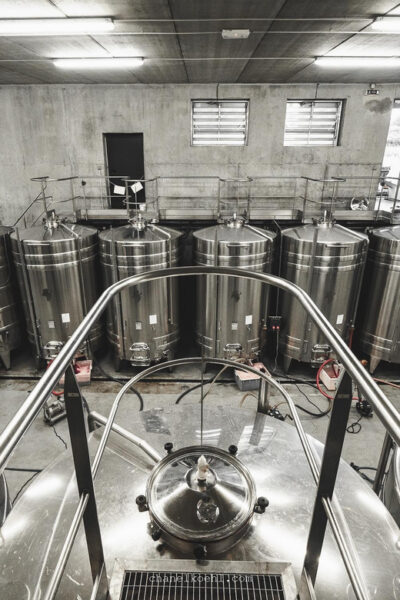 Wine and Cheese experience - The tasting cellar welcome: quick instructions, then your own rhythm