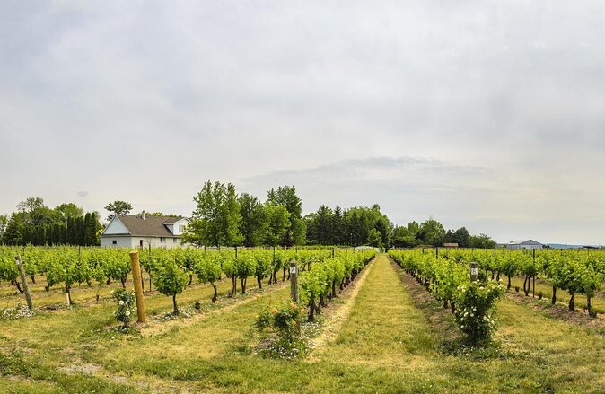 Wine & Cheese Half Day Tour - Niagara On The Lake Wine Tour - Key highlights worth planning for
