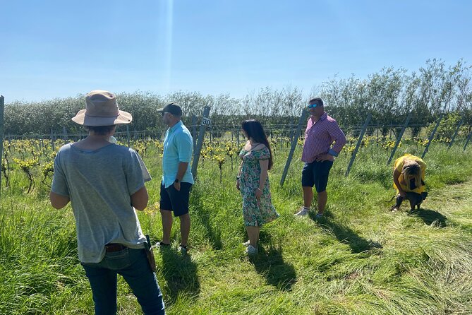 Wine & Cheese in the Somerset Valleys - with Michelin-star lunch! - Sutton Ridge Vineyard with Ingrid: planet-friendly growing, last tastings