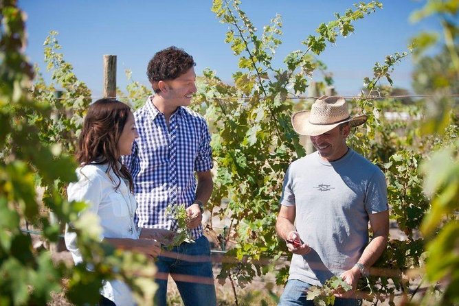 Wine Route tour starting from Querétaro - Return to Querétaro: Wrap Up and Head Back (1 Hour)