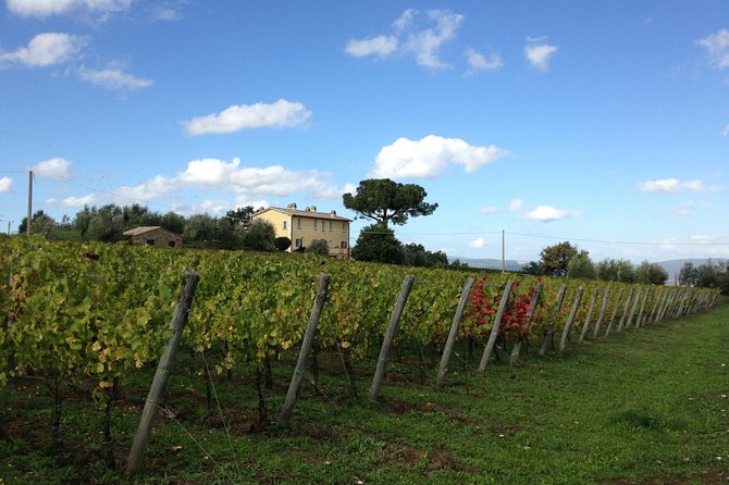 Winery tour and wine & cheese tasting - Vineyard Walk: Learning the Vines Without Making It Complicated
