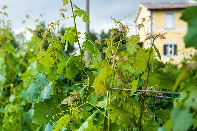 Winery tour and wine & cheese tasting - Wine and Cheese Tasting: 4 Wines Paired With Local Goat Cheese