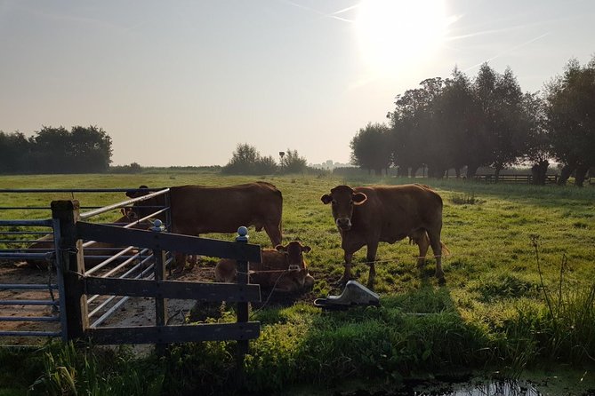 Zaanse Schans and Volendam Private Tour – Clogs, Cheese and More - Clogs at the wooden shoe factory: what the live demo teaches you