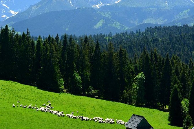 ZAKOPANE & THERMAL SPRINGS, Funicular, Cheese Tasting - A Long, Scenic Day Trip That Actually Works