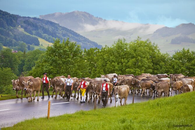 Zurich Open Top Bus, Chocolate and Cheese Factory Tour Appenzell - Appenzeller Schaukäserei: cheese exhibits, tastings, and what you might not see