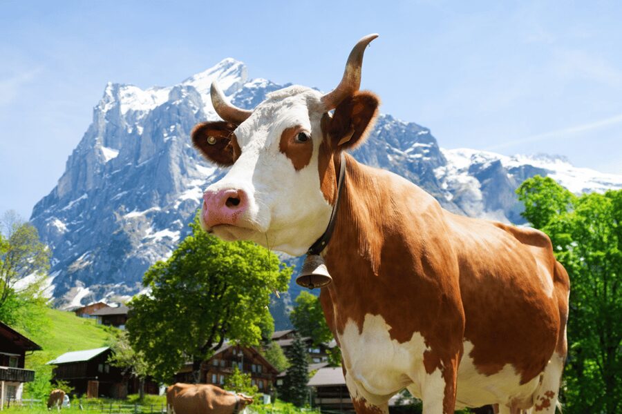 Zurich: Rhine Falls, Chocolate & Cheese Factory Day Trip - Rhine Falls First: Europe’s Biggest Falls, With Time to Wander